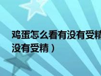 鸡蛋怎么看有没有受精?一秒钟教会你方法（鸡蛋怎么看有没有受精）