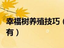 幸福树养殖技巧（幸福树养殖方法和注意事项有）