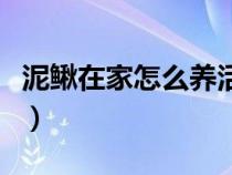 泥鳅在家怎么养活的久一点（泥鳅在家怎么养）