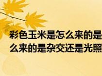 彩色玉米是怎么来的是杂交还是光照产生的（彩色玉米是怎么来的是杂交还是光照）