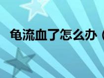 龟流血了怎么办（乌龟什么时候开始冬眠）