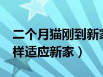 二个月猫刚到新家该怎么照顾（2个月小猫怎样适应新家）