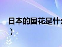 日本的国花是什么花?（日本的国花是什么花）