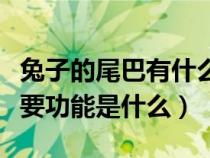 兔子的尾巴有什么用处和特点（兔子的尾巴主要功能是什么）