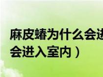 麻皮蝽为什么会进入室内空气（麻皮蝽为什么会进入室内）