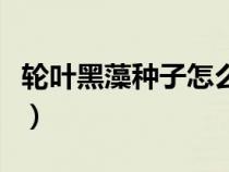 轮叶黑藻种子怎么采收（黑叶轮藻的种植方法）