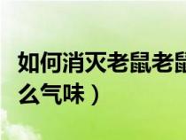 如何消灭老鼠老鼠最怕什么气味（老鼠最怕什么气味）