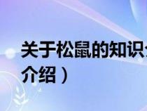 关于松鼠的知识介绍50字（关于松鼠的知识介绍）