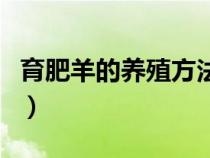 育肥羊的养殖方法和技术（育肥羊的养殖方法）