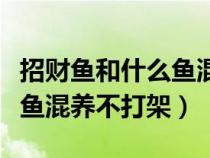 招财鱼和什么鱼混养不打架好（招财鱼和什么鱼混养不打架）