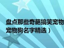 盘点那些奇葩搞笑宠物狗名字精选图片（盘点那些奇葩搞笑宠物狗名字精选）