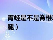 青蛙是不是脊椎动物（青蛙是4条腿还是2条腿）