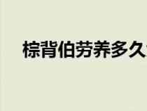 棕背伯劳养多久大叫（棕背伯劳怎么养）