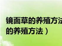 镜面草的养殖方法与繁殖方法铜钱草（镜面草的养殖方法）