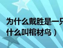 为什么戴胜是一只颇有绅士风度的鸟（戴胜为什么叫棺材鸟）