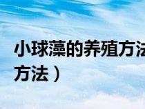 小球藻的养殖方法和注意事项（小球藻的养殖方法）