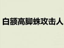 白额高脚蛛攻击人（白额高脚蛛要不要打死）