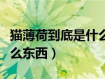 猫薄荷到底是什么东西做的（猫薄荷到底是什么东西）