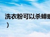 洗衣粉可以杀蟑螂嘛（洗衣粉可以杀死蟑螂吗）