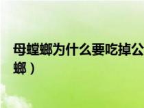 母螳螂为什么要吃掉公螳螂的头（母螳螂为什么要吃掉公螳螂）