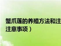 蟹爪莲的养殖方法和注意事项有哪些（蟹爪莲的养殖方法和注意事项）