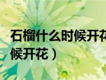 石榴什么时候开花什么时候成熟（石榴什么时候开花）