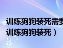 训练狗狗装死需要前期寻找哪几项内容（如何训练狗狗装死）