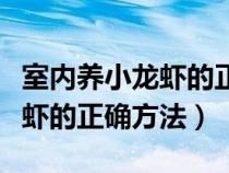 室内养小龙虾的正确方法是什么（室内养小龙虾的正确方法）