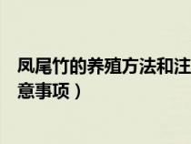 凤尾竹的养殖方法和注意事项冬天（凤尾竹的养殖方法和注意事项）