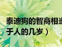 泰迪狗的智商相当于人的几岁（狗的智商相当于人的几岁）