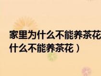 家里为什么不能养茶花茶花的风水寓意及禁忌介绍（家里为什么不能养茶花）