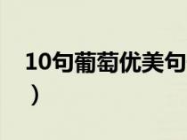 10句葡萄优美句子简短（10句葡萄优美句子）