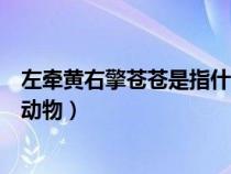 左牵黄右擎苍苍是指什么动物（左牵黄右擎苍中苍是指哪种动物）