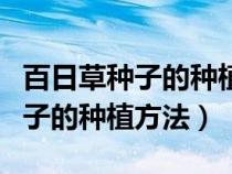 百日草种子的种植方法和注意事项（百日草种子的种植方法）