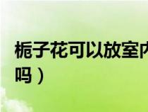 栀子花可以放室内吗冬天（栀子花可以放室内吗）