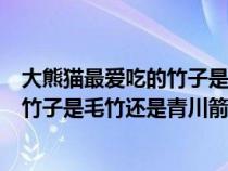 大熊猫最爱吃的竹子是毛竹还是青山箭竹（大熊猫最爱吃的竹子是毛竹还是青川箭竹）