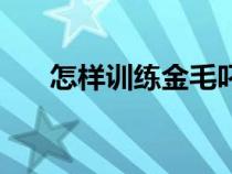 怎样训练金毛叼东西（怎样训练金毛）