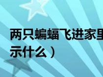 两只蝙蝠飞进家里预示什么（蝙蝠飞进家里预示什么）