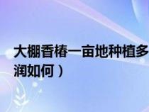 大棚香椿一亩地种植多少棵产量多少（大棚香椿亩产值和利润如何）