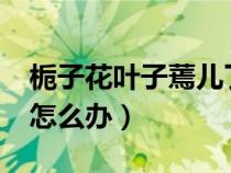 栀子花叶子蔫儿了怎么办?（栀子花叶子蔫了怎么办）