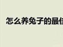 怎么养兔子的最佳方法（怎么养兔子技巧）