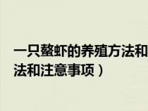 一只螯虾的养殖方法和注意事项有哪些（一只螯虾的养殖方法和注意事项）