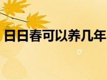 日日春可以养几年（日日春可以种在室内吗）