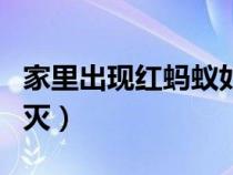 家里出现红蚂蚁如何找到源头（红蚂蚁怎么消灭）