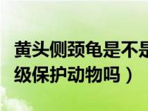 黄头侧颈龟是不是保护动物（黄头侧颈龟是二级保护动物吗）