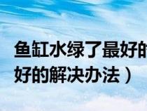 鱼缸水绿了最好的解决办法是（鱼缸水绿了最好的解决办法）