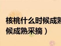 核桃什么时候成熟采摘如不采摘（核桃什么时候成熟采摘）