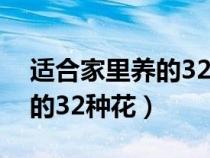 适合家里养的32种花滴水观音（适合家里养的32种花）