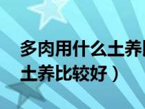 多肉用什么土养比较好 泥炭土（多肉用什么土养比较好）