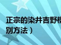 正宗的染井吉野樱花的鉴别（染井吉野樱花识别方法）